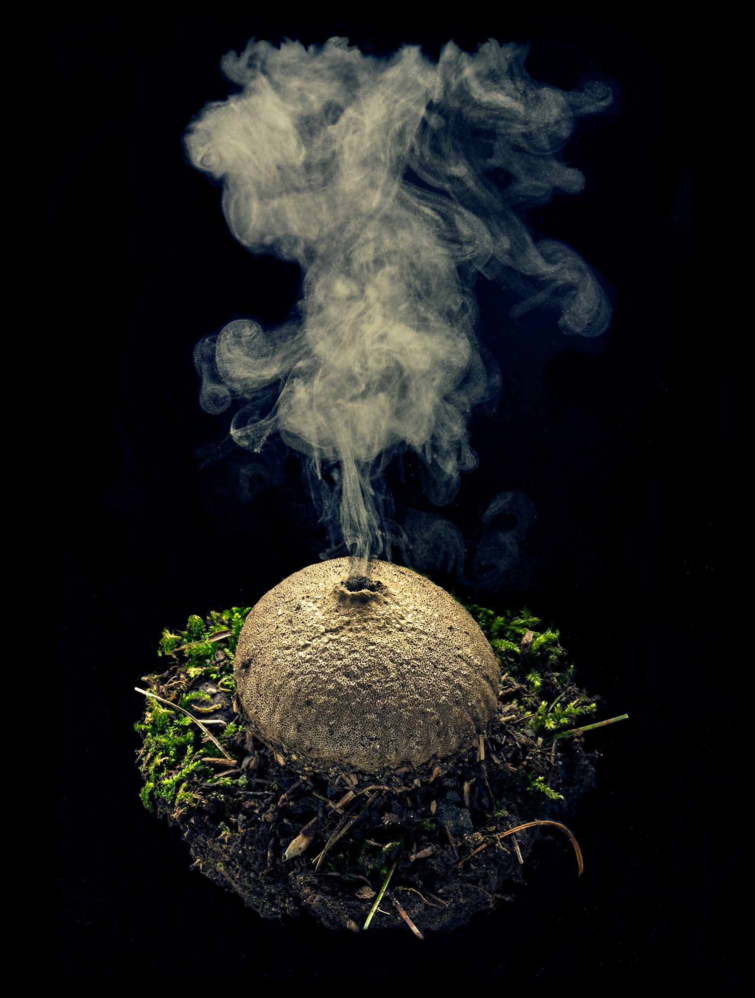 01921 7-1-23 Puff Ball composite copy 2.jpg