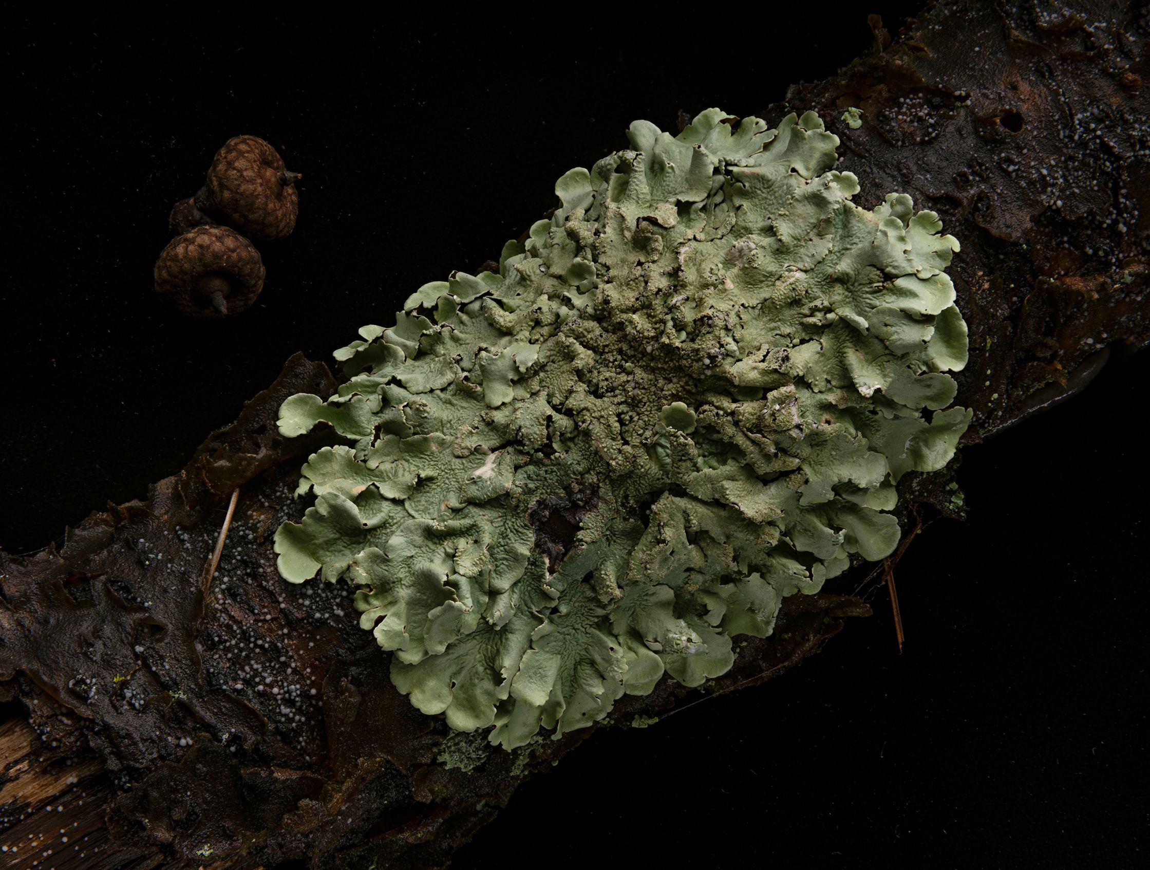 Foliose Lichen On limb (red oak) copy.jpg