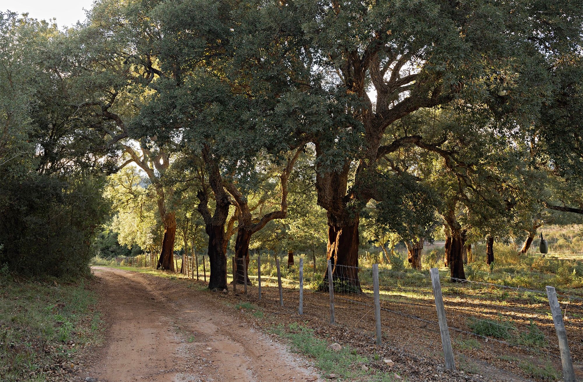 _DSF4352 Cork Trees copy 2.jpg