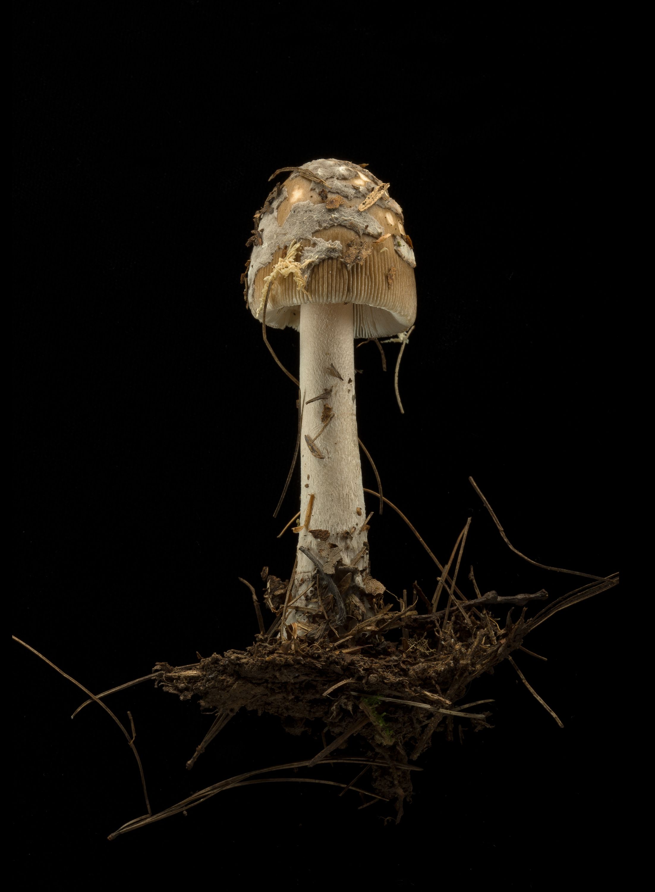 16 02561-Blusher-2.jpg