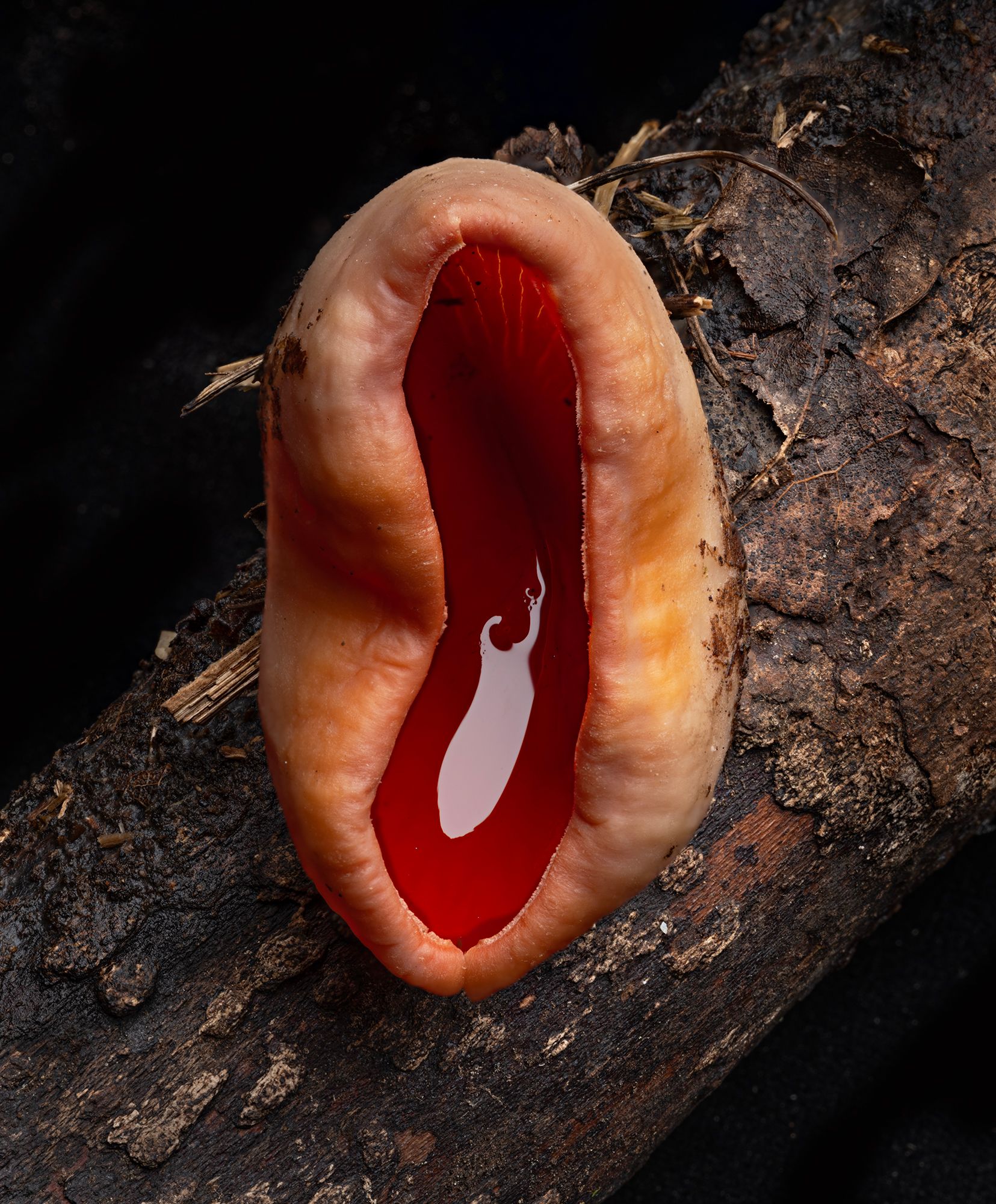 3045-49 Scarlet Elf Cup Vertical psd copy 2.jpg