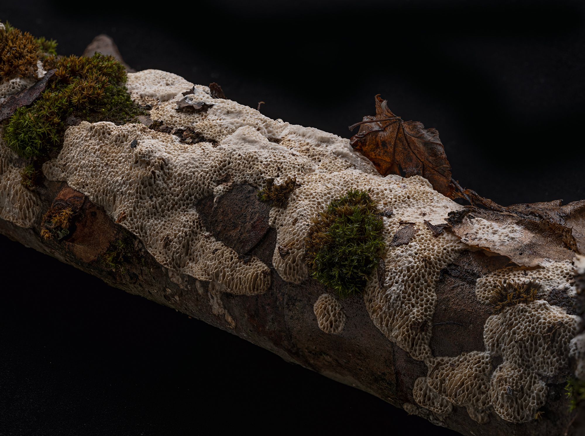 Slime on branch take 1 copy 2.jpg