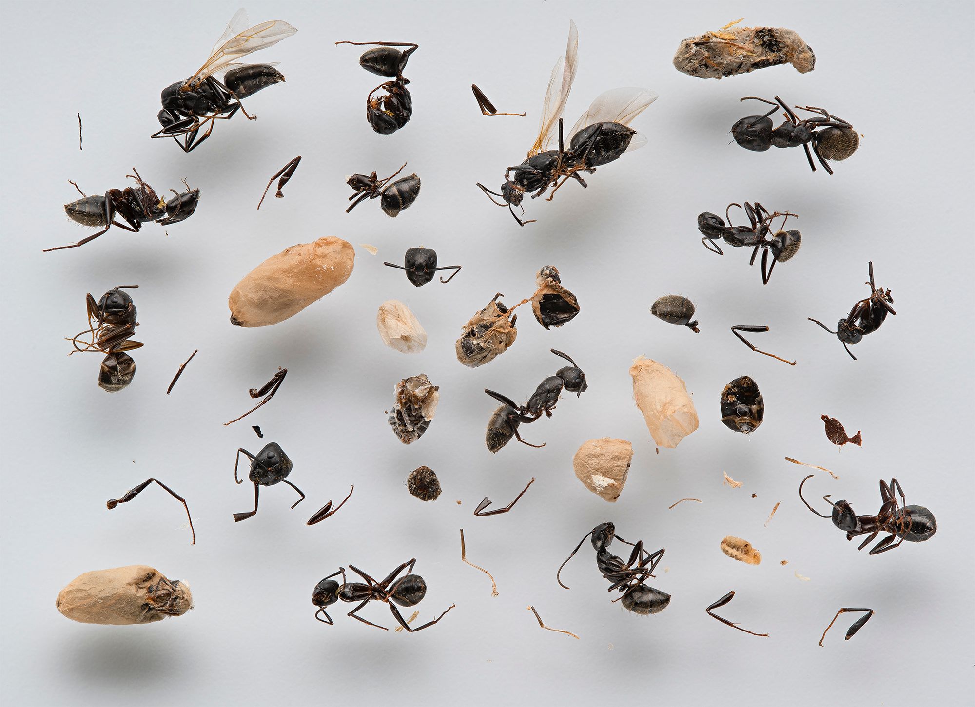 Ant War 6 copy 2.jpg