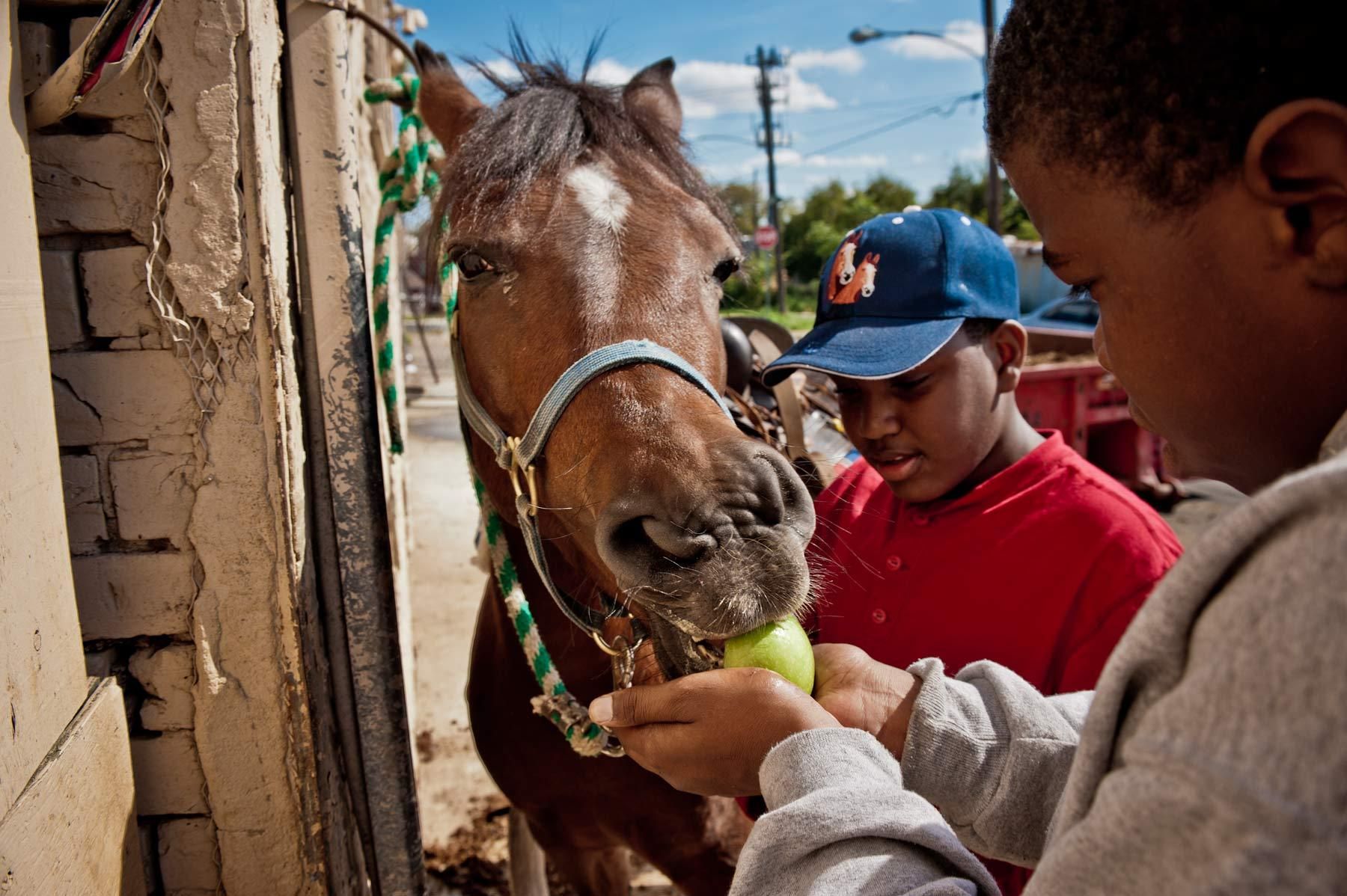 Boys feeding Fletcher Street horse an apple