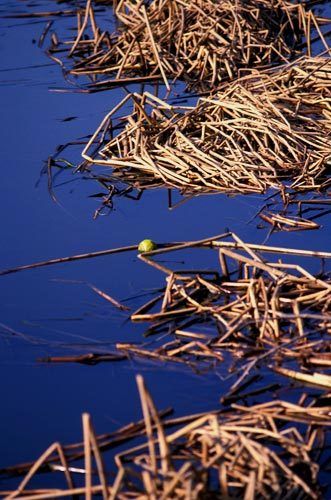 1_0317_Tennis_Ball_in_Grass_