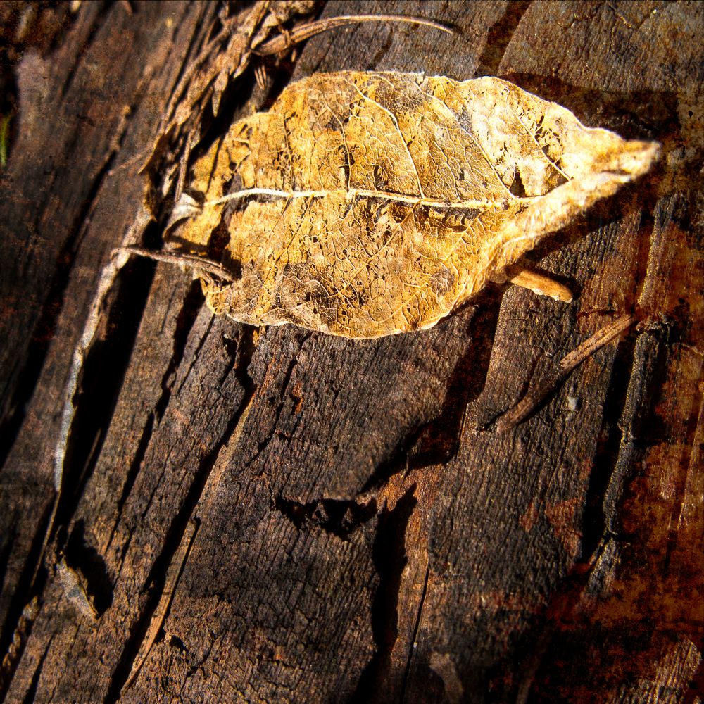 1leaf_on_wood