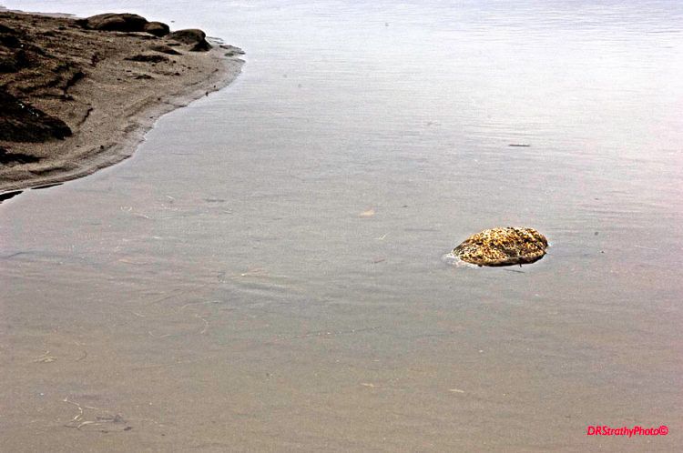 1preview_watermark_creator10