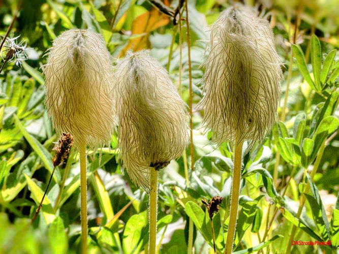 1preview_watermark_creator7