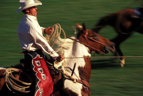 Rodeo Cowboy roping steer