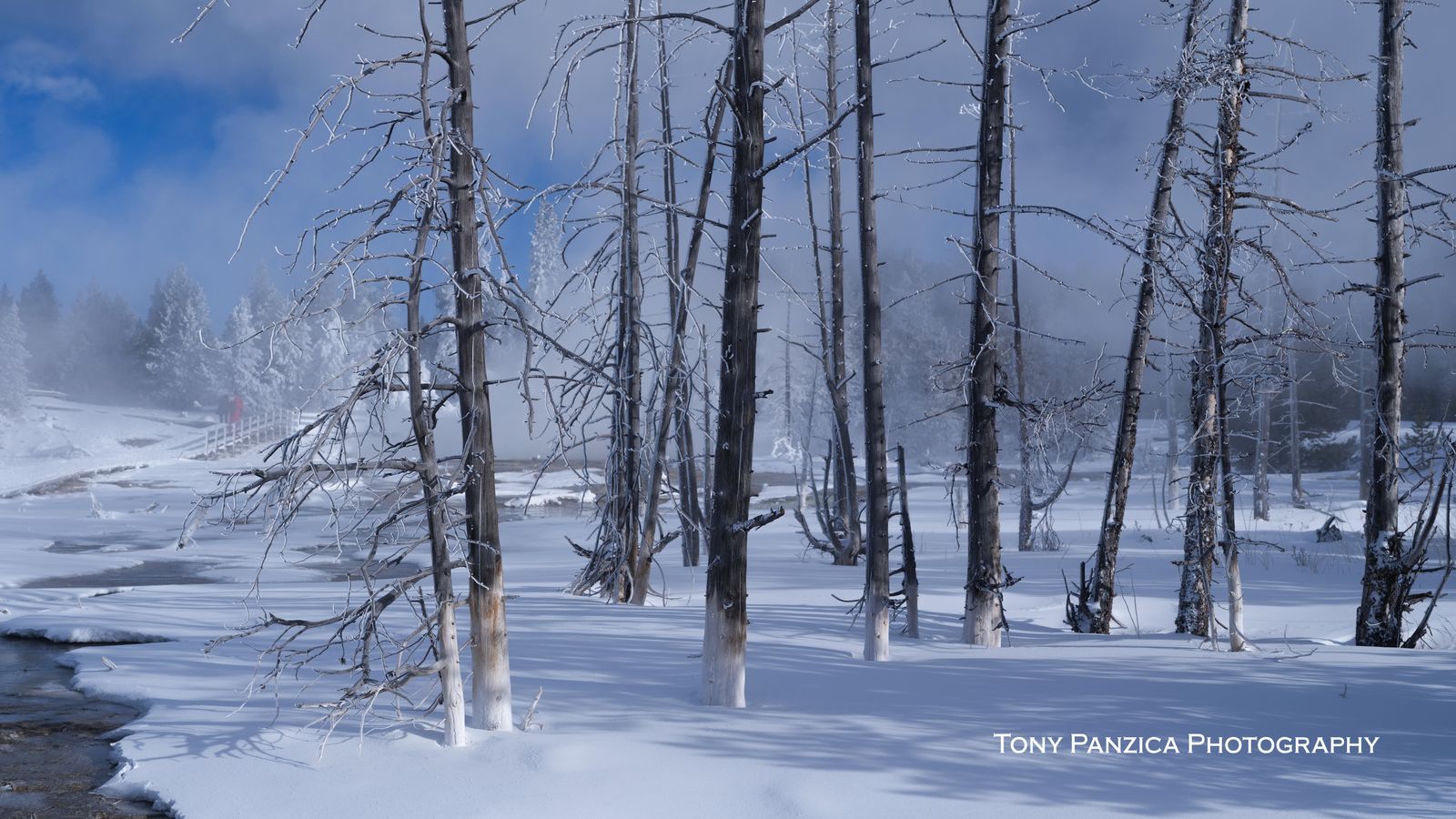 Bobbie Sox Trees in the Mist