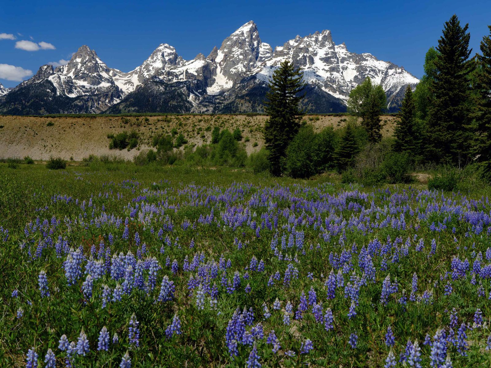 The Lupine Meadow in Full Bloom