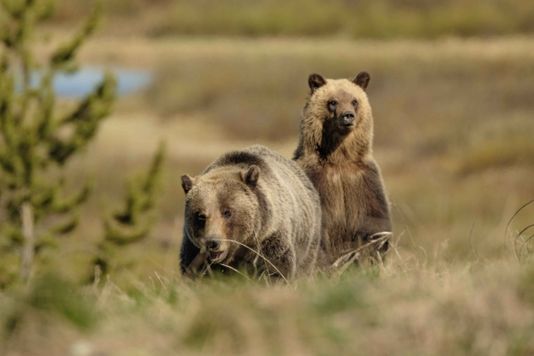 Felicia and One of Her Cubs