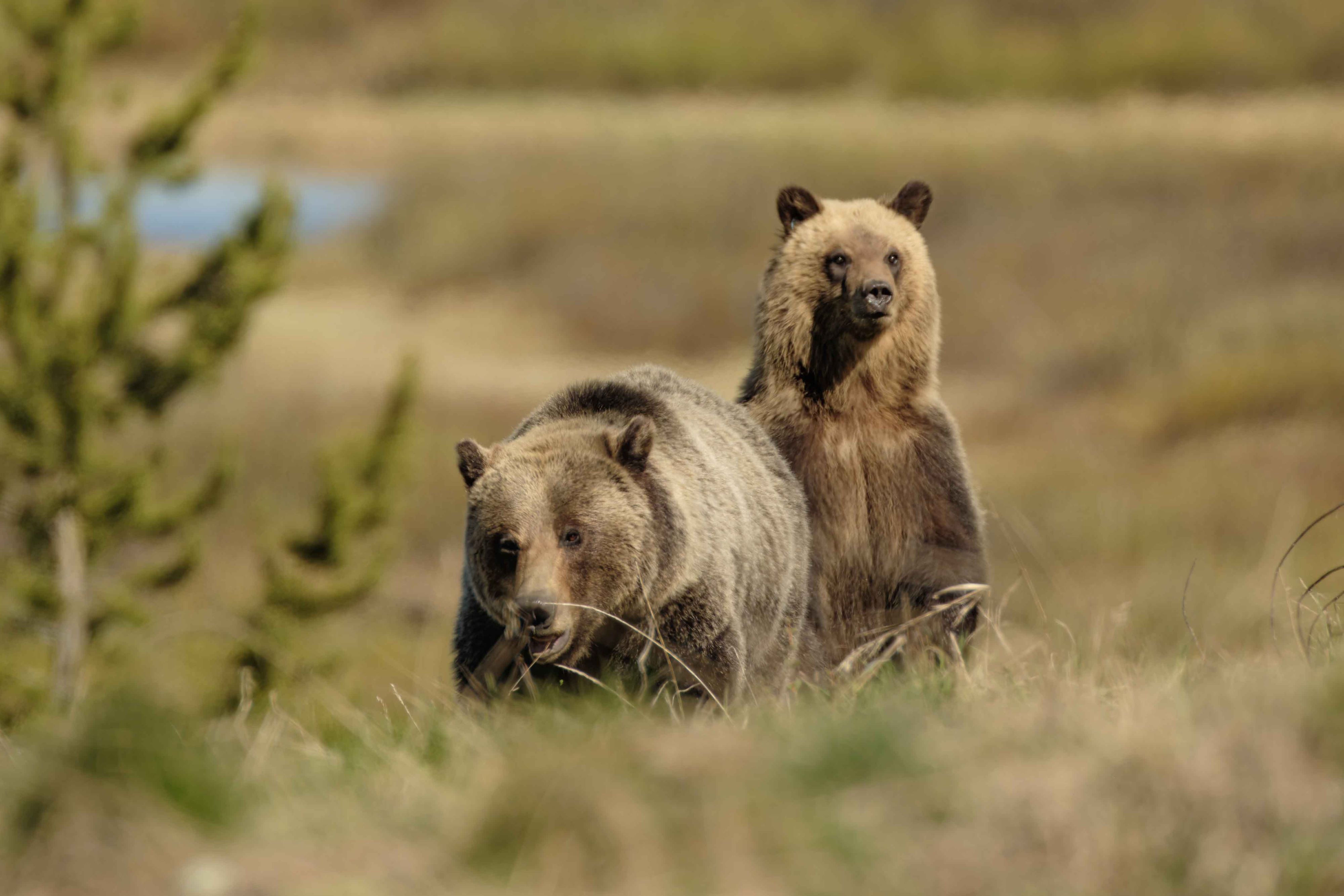 Felicia and One of Her Cubs