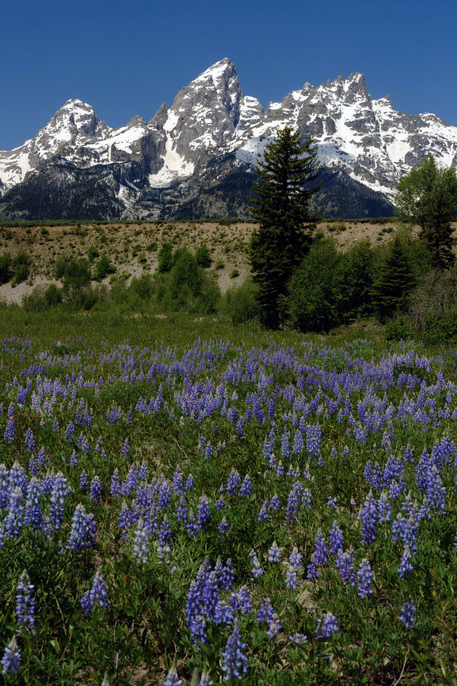 The Lupin Bloom below the Teton Range