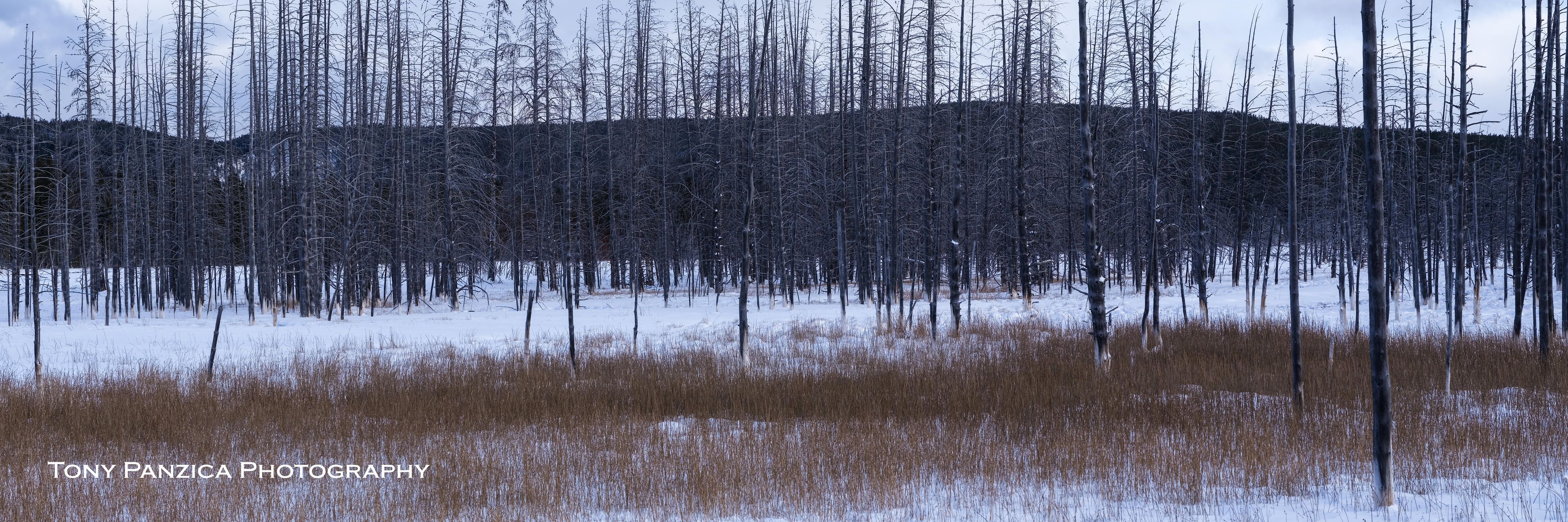 Yellowstone National Park in the dead of a very cold winter. Was told by our Snow Coach driver these Bobby Socks Trees are the most photographed trees in the world! Bobbie Socks Forest