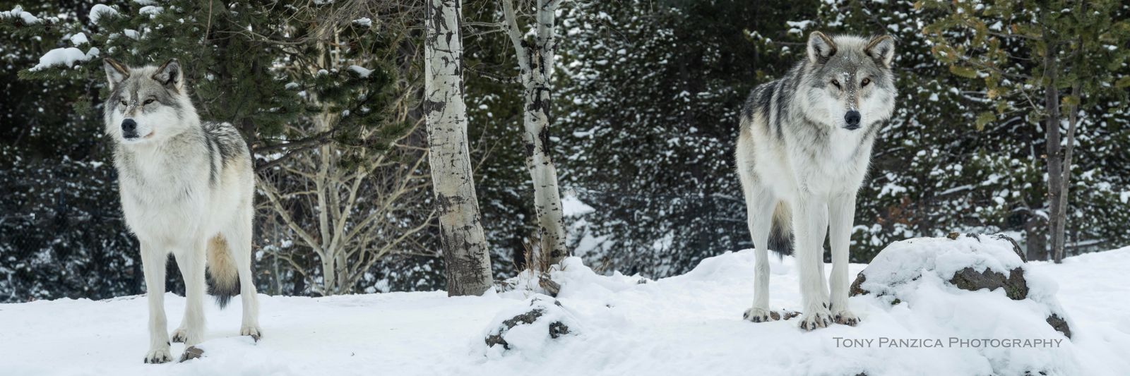 The Wolves near West Yellowstone