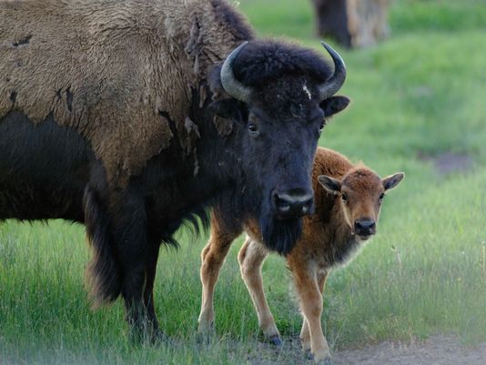 Mama Bison and her Calf, TONY3787 copy.jpg
