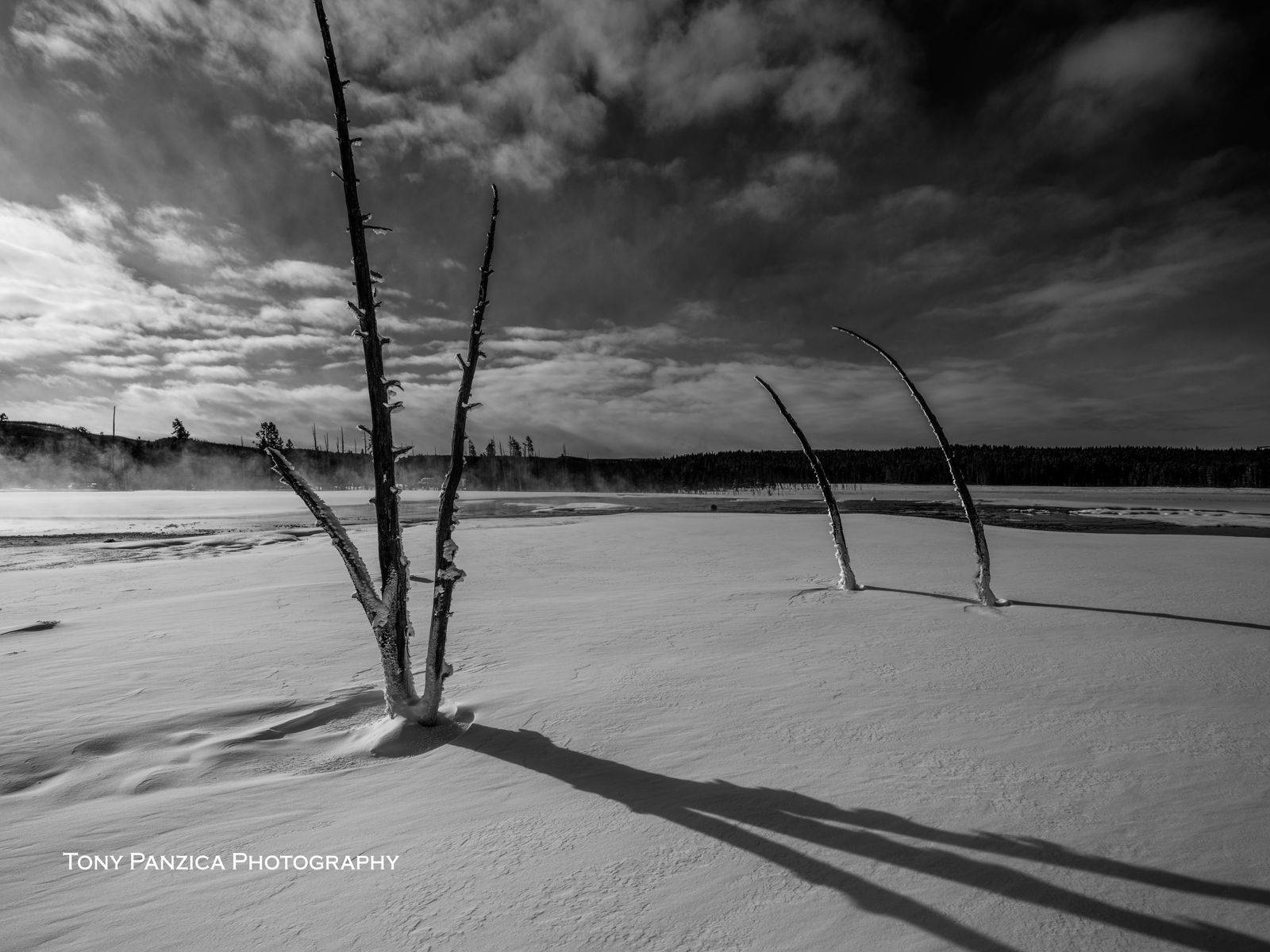 Dead trees in the wind BW @ Yellowstone