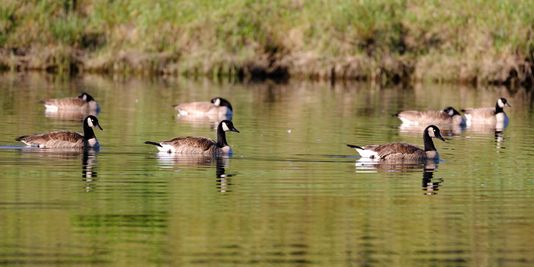 Ducks in a Row, TONY2877 copy.jpg