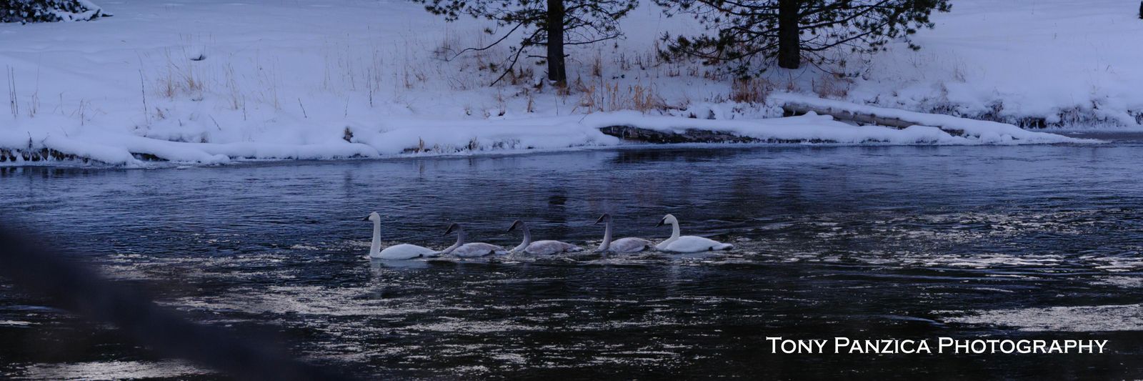 The 5 trumpeter Swans, Yellowstone NP
