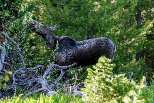 Mama Moose going topshelf, TONY2486-DxO_DeepPRIME XD2s-2 copy.jpg
