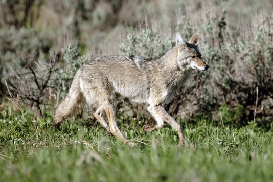 A Coyote on the Hunt, ONY3536-DxO_DeepPRIME XD2s copy.jpg
