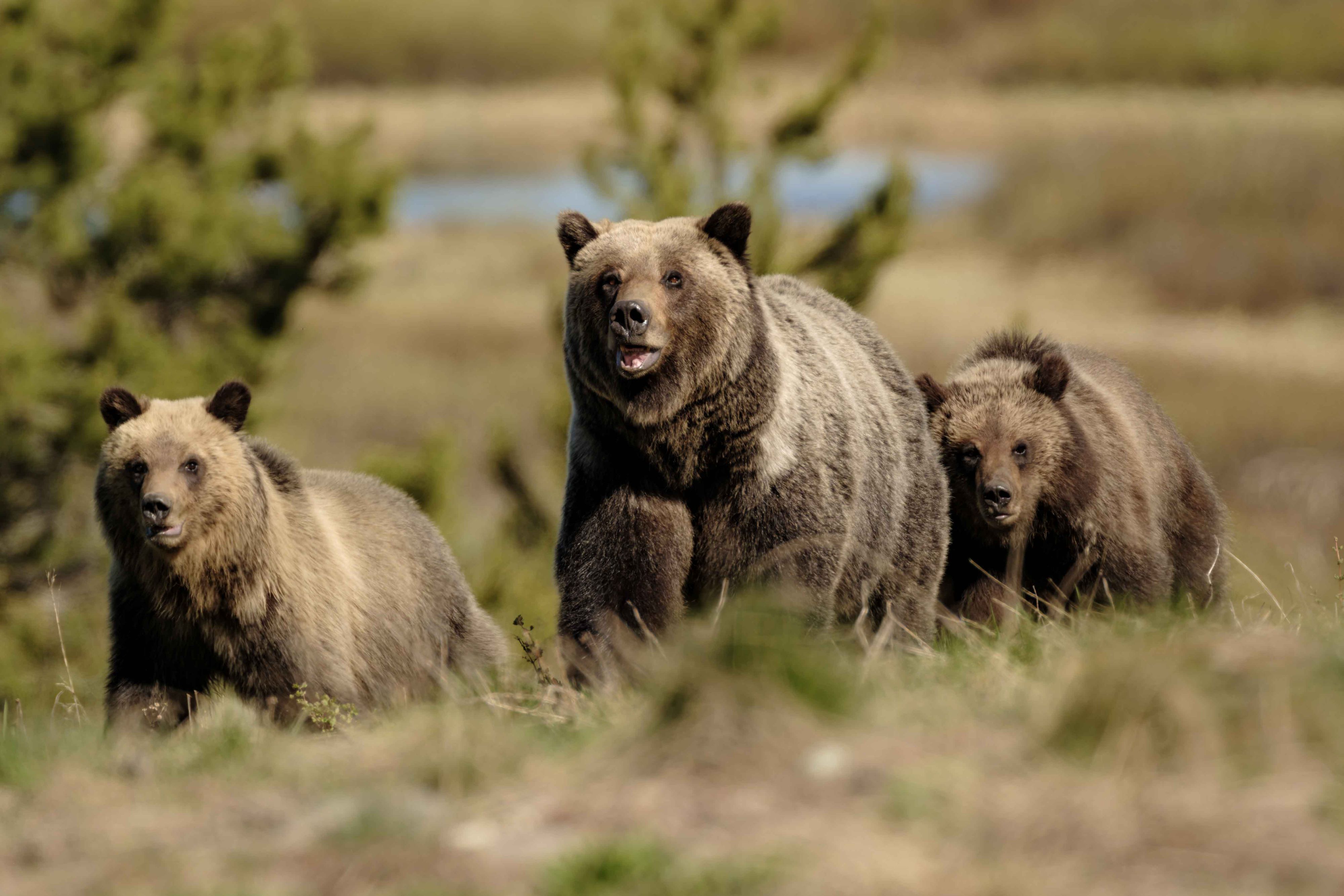 Felicia and Cubs on the move