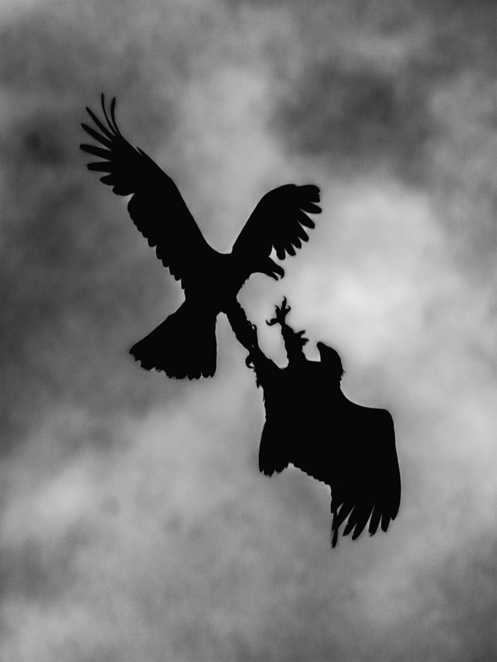 Alaska Eagle Sillouette.jpg