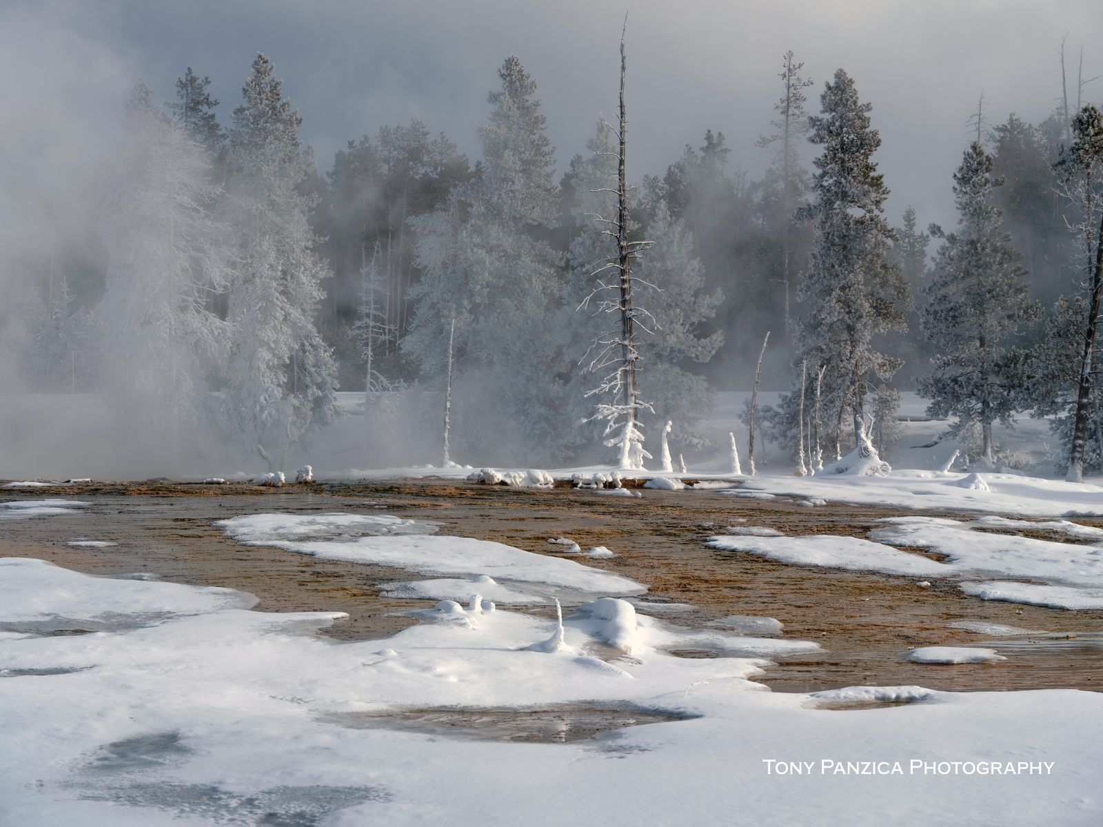 Yellowstone NP, Trees in the Mist