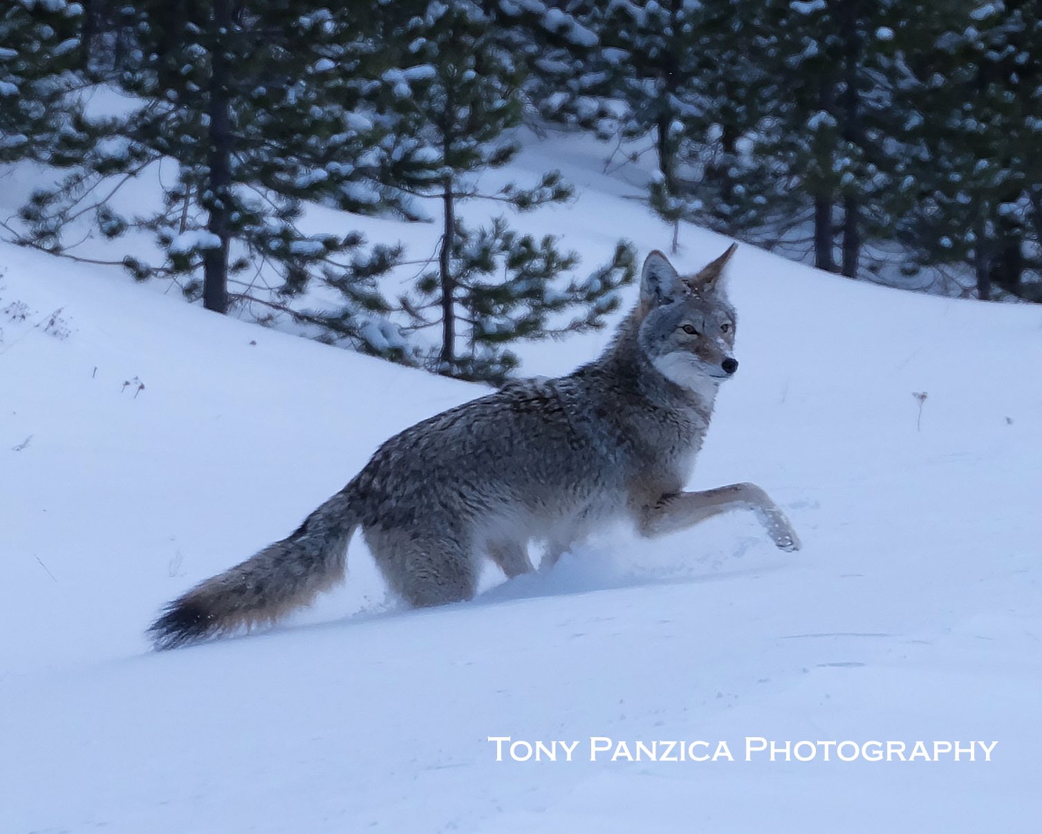 Yellowstone NP Coyote