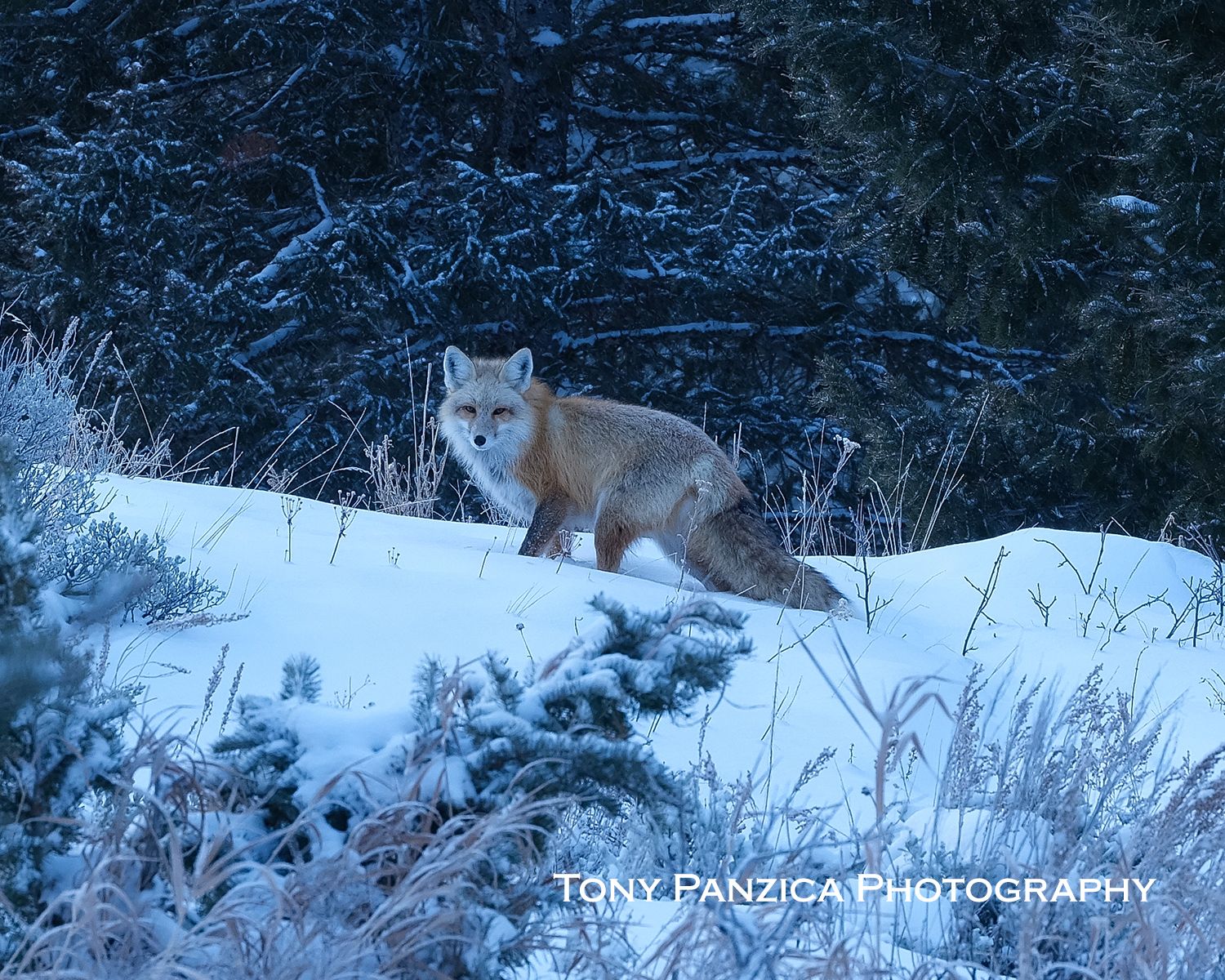 The Fox, near Grand Teton NP