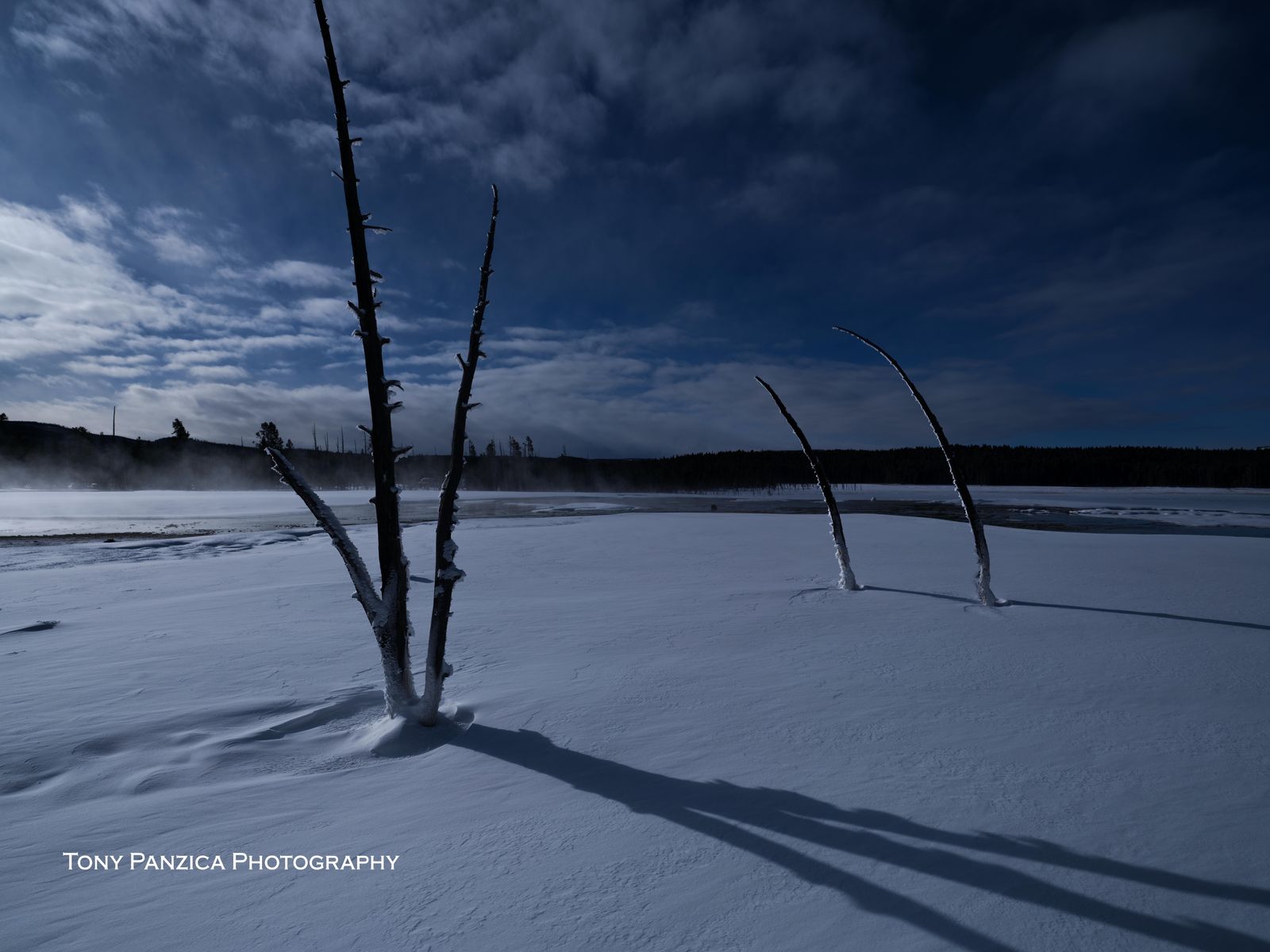 Yellowstone NP, Trees in the Wind