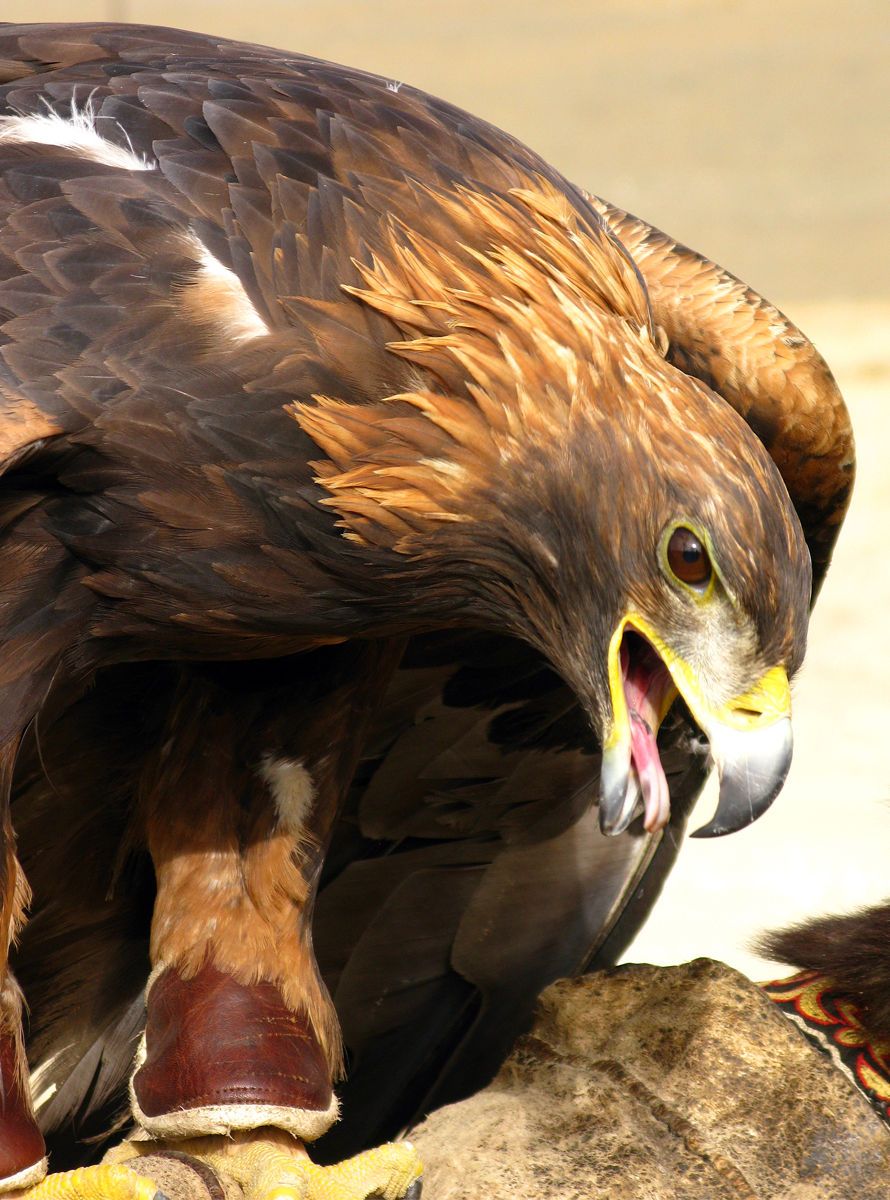 1eagle_closeup.jpg