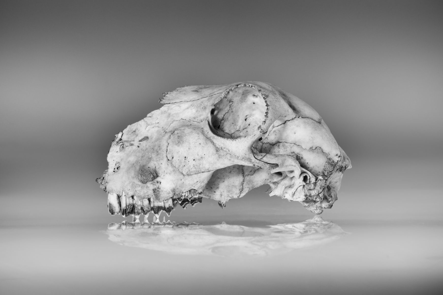 1sheep_skull_1.jpg