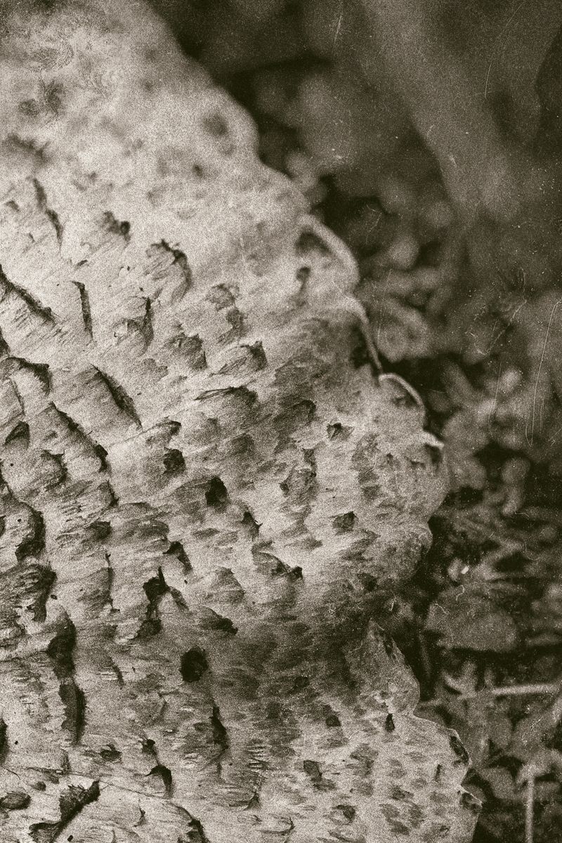 1fungus_closeup_1.jpg