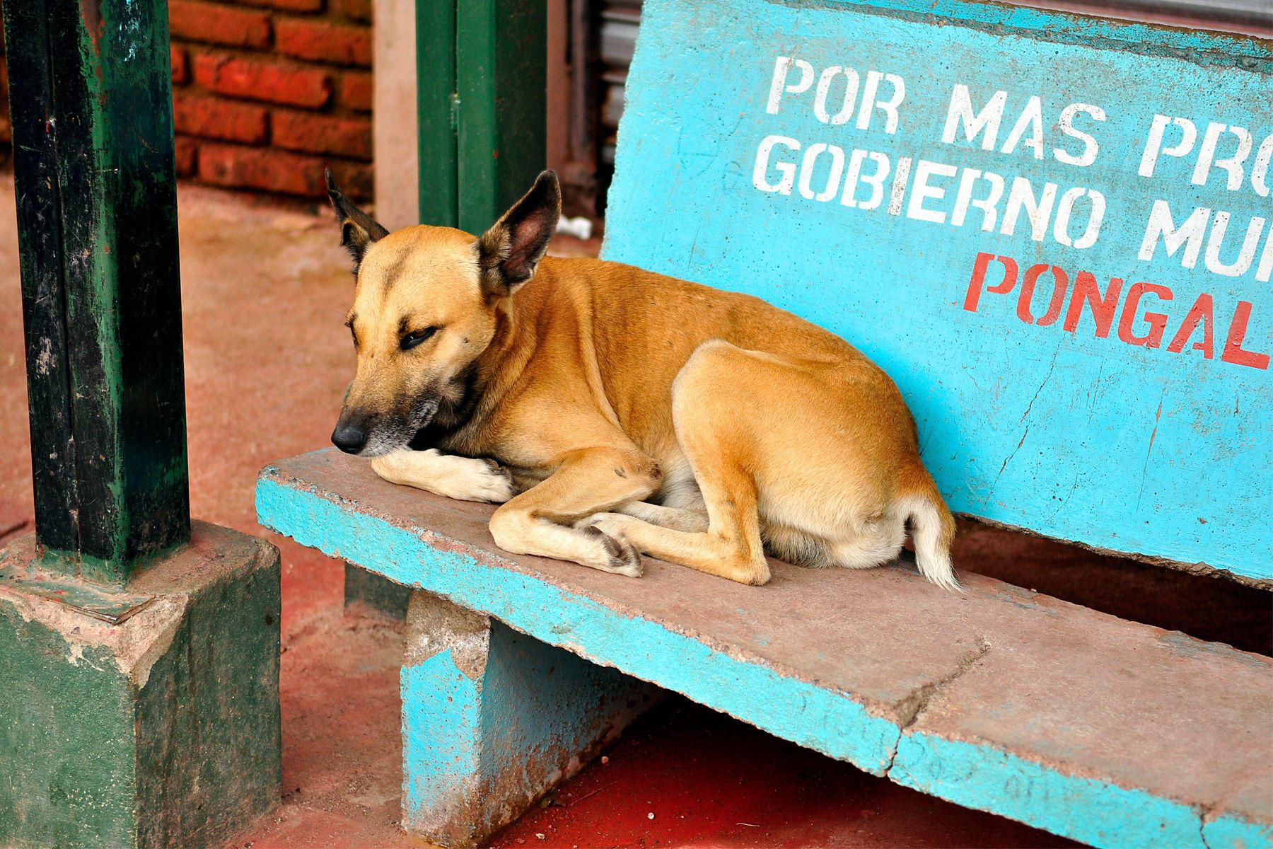 1nicaragua_dogs_10.jpg