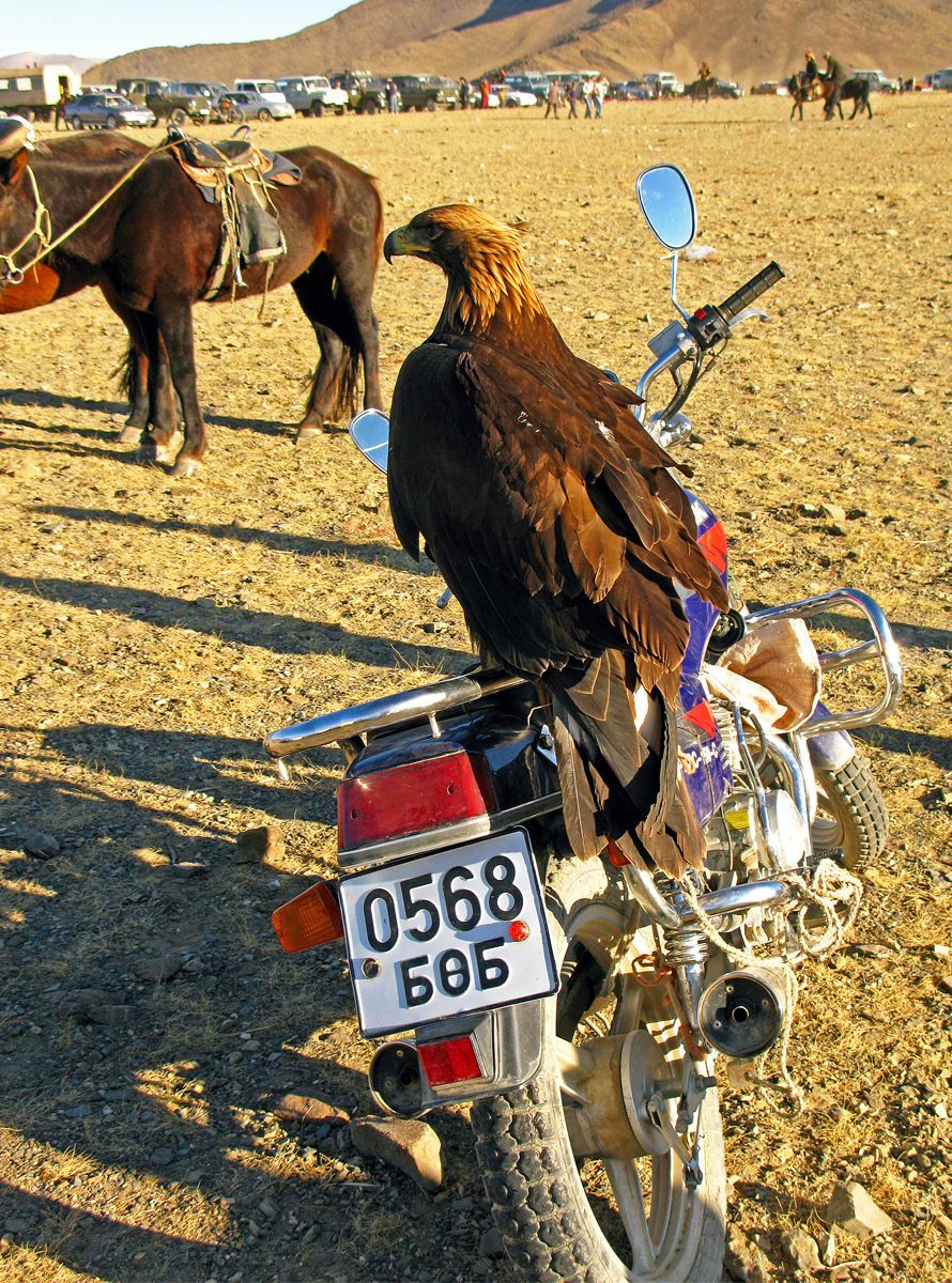 1eagle_motorcycle.jpg