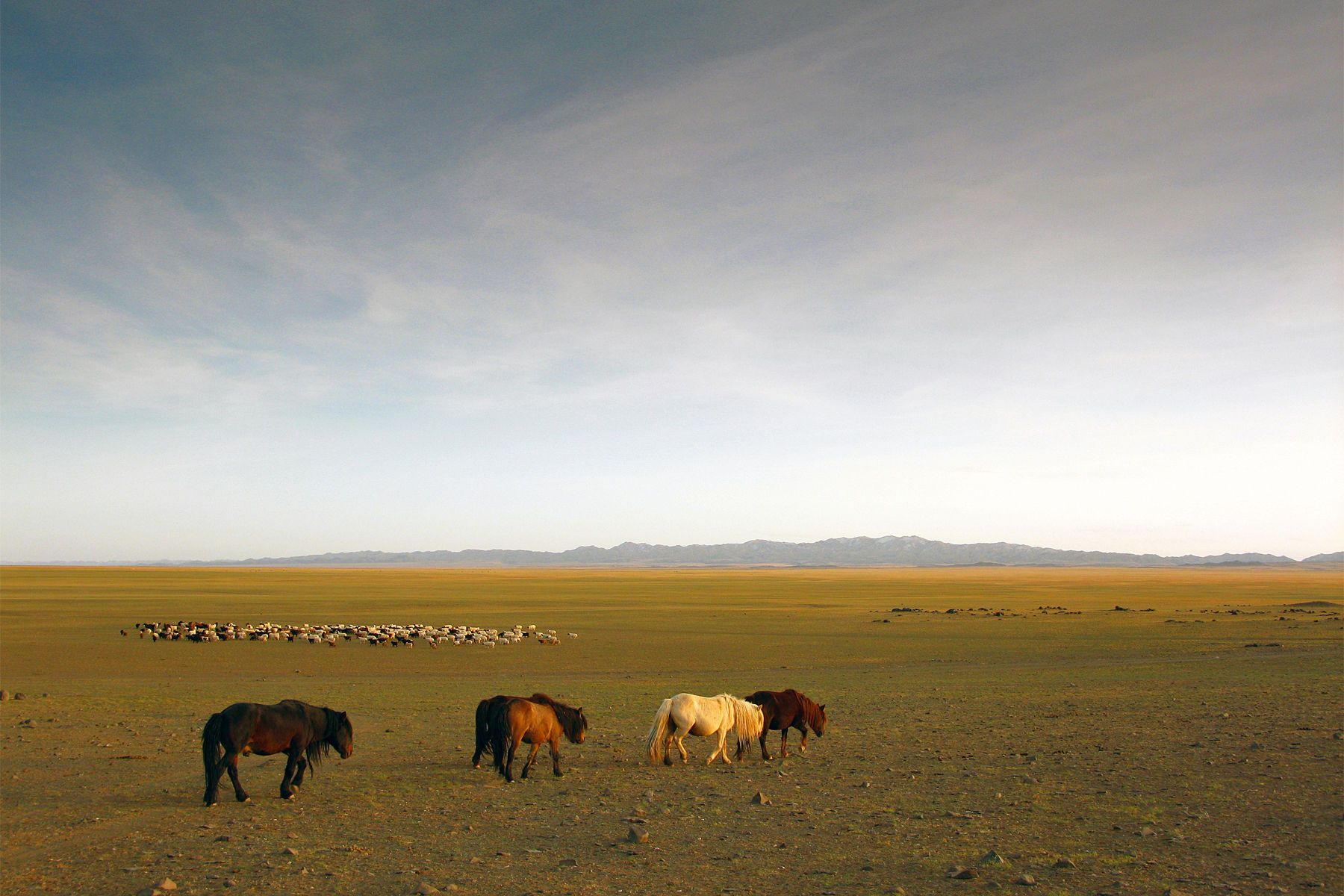 1gobi_horses.jpg