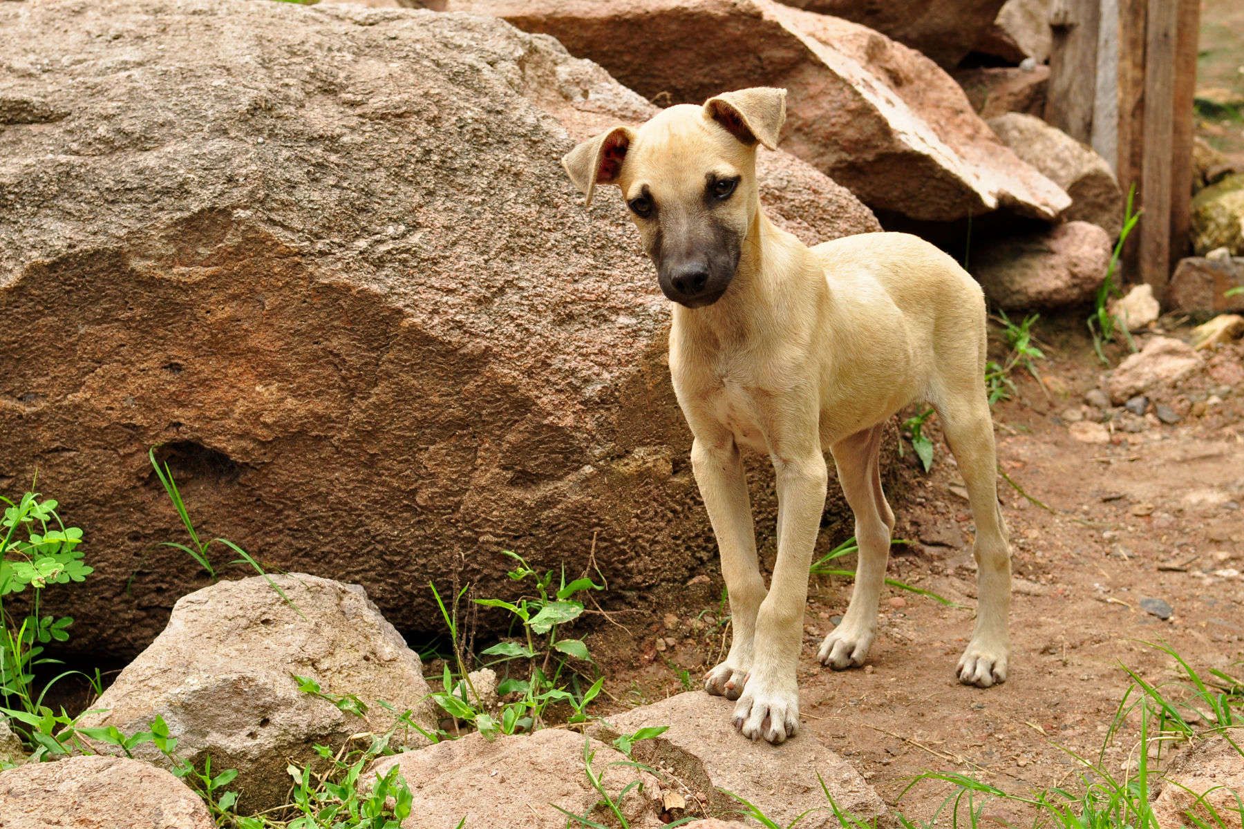 1nicaragua_dogs_6.jpg