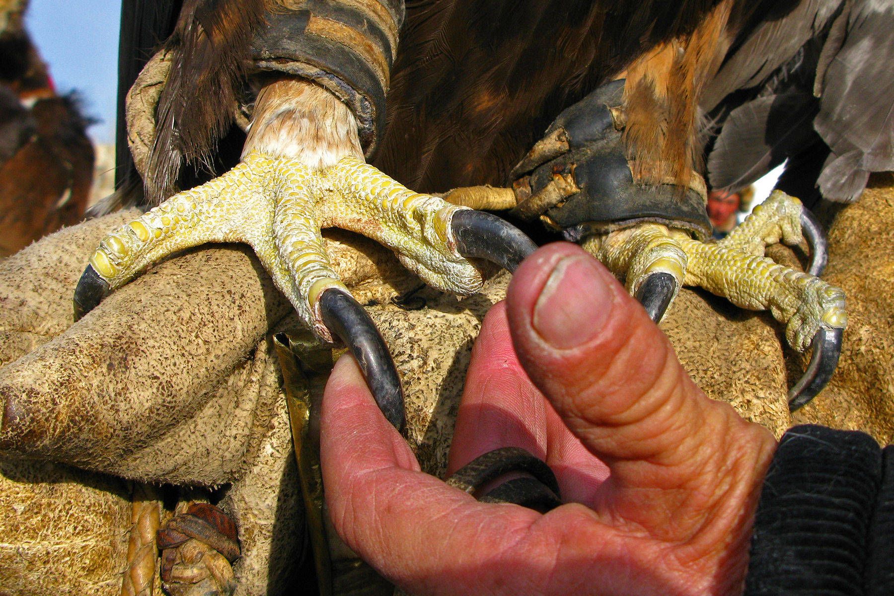 1eagleclaws_closeup.jpg