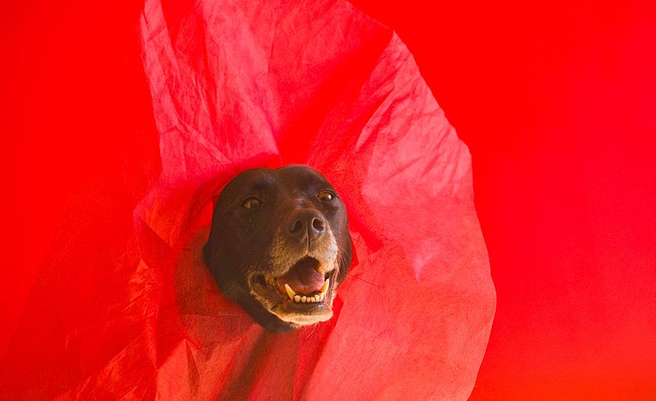 Goofy dog on a red background
