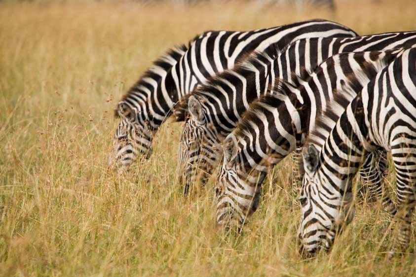 1Kenya_zebras