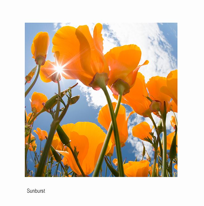 zzzzrs californai poppies.jpg