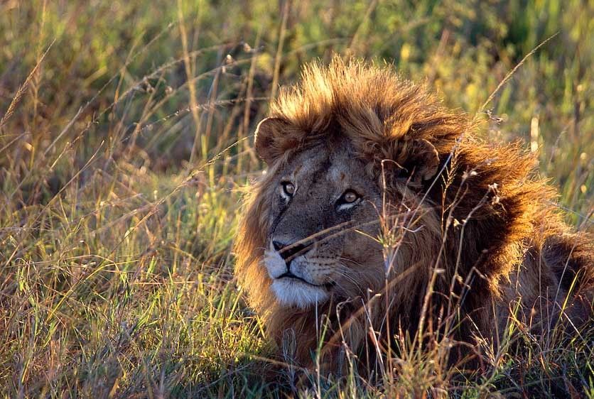 1kenya_lion_male_kenya_113x19