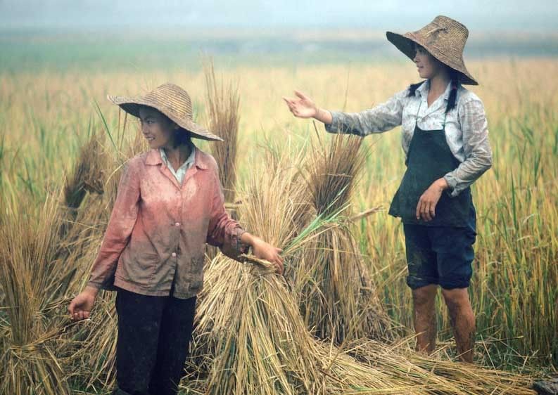 1china_rice_harvest_girls_china