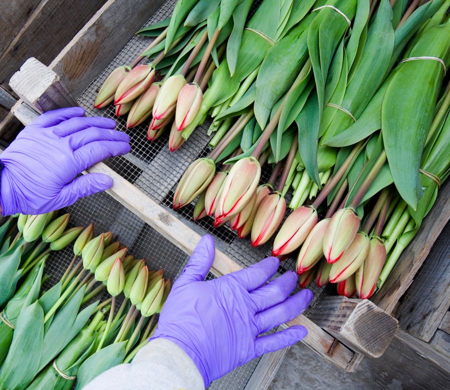 1_1usa_washington_state_purple_gloves