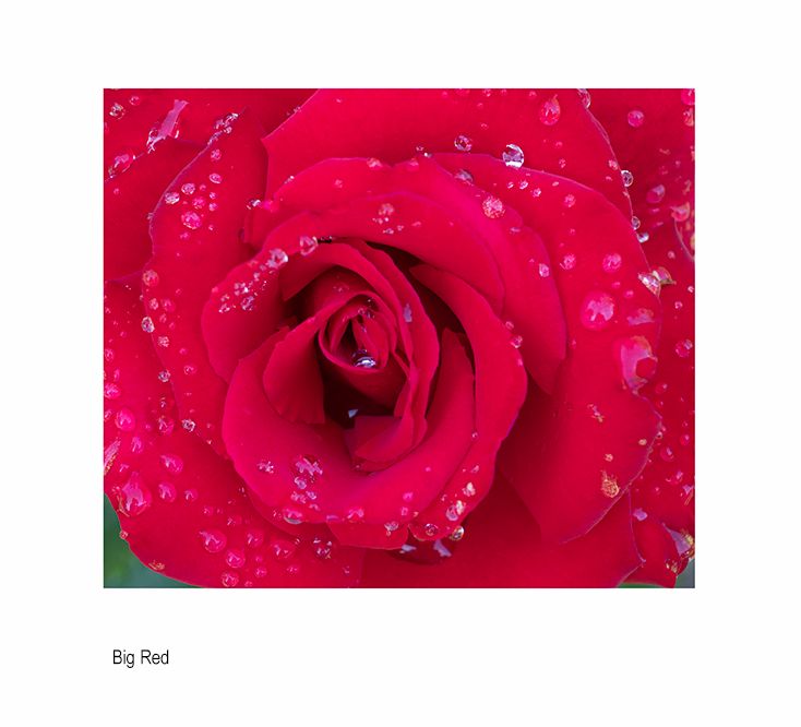 zzzda rose.A4740.jpg