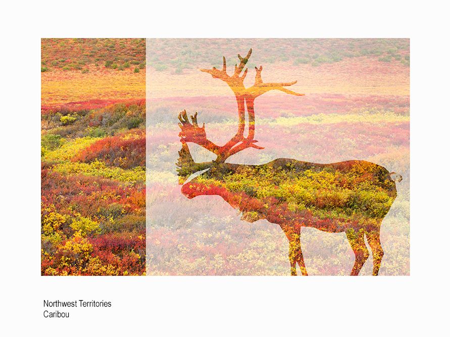 web ada caribou ssA9067.jpg