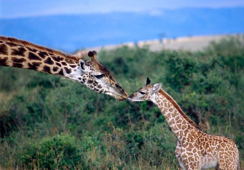 1Kenya_mother_and_babe_giraffes_BRI