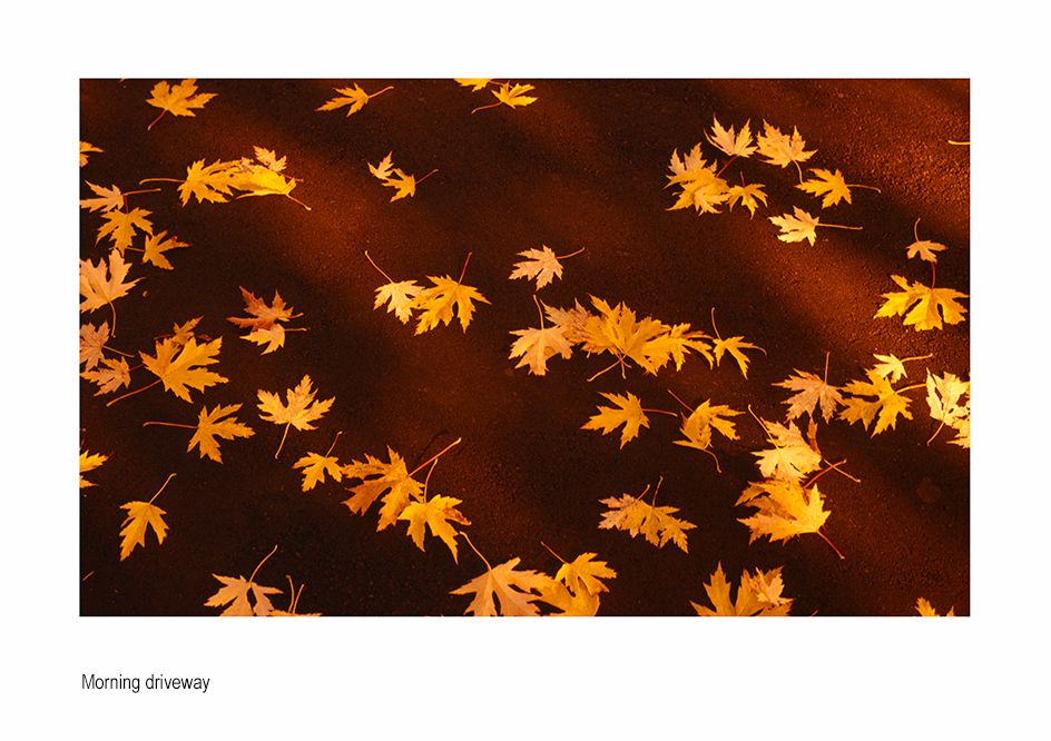 zzzzeaves on black roadway canada.jpg